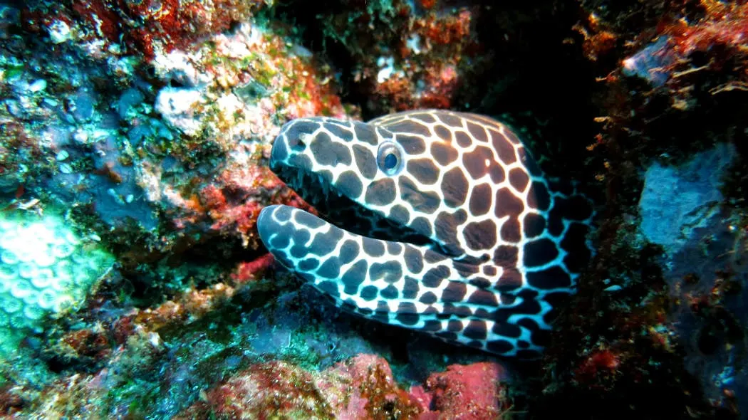 Pulau Weh