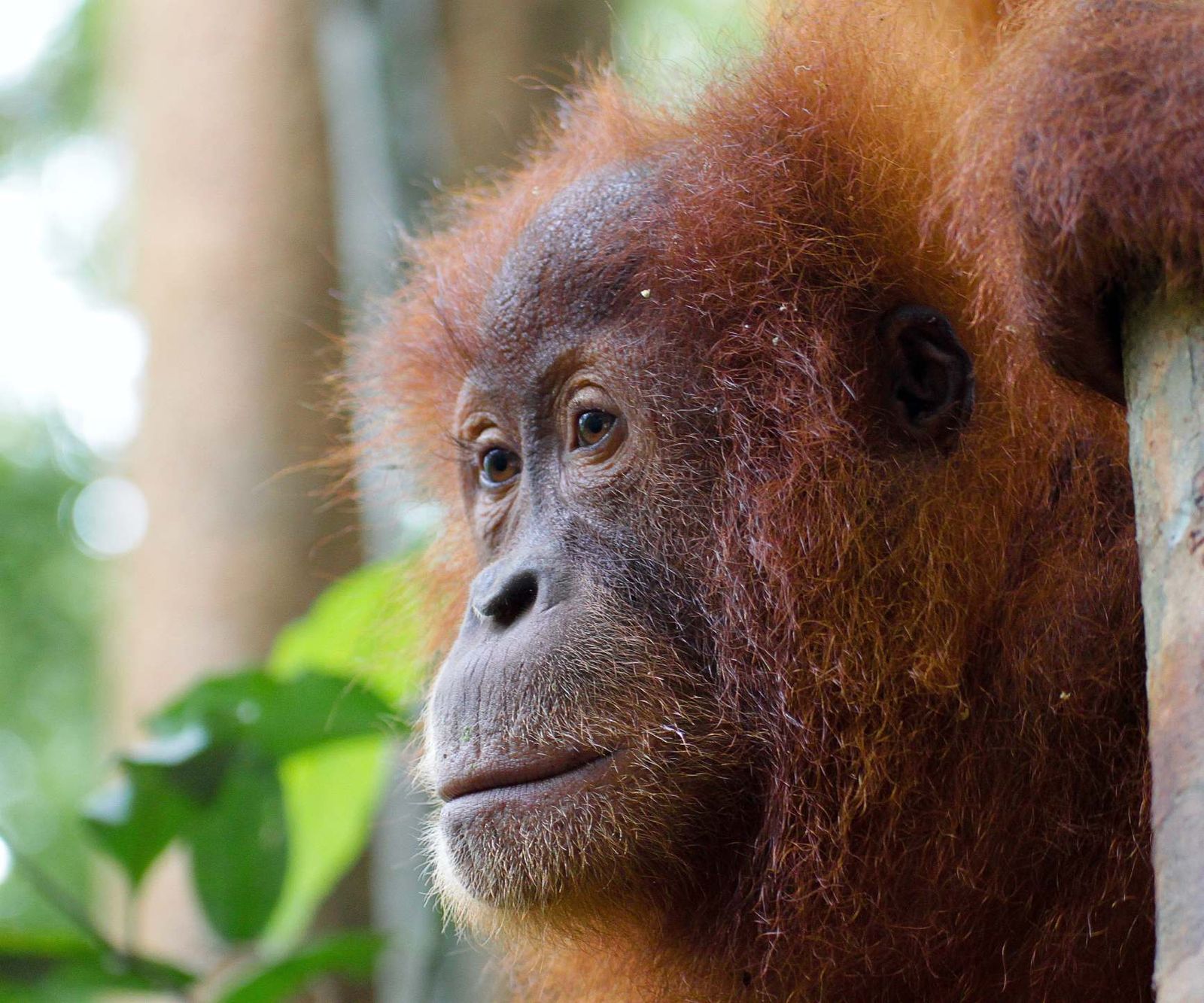 Sumatra & Java